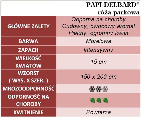 Papi Delbard róża parkowa gł. zal